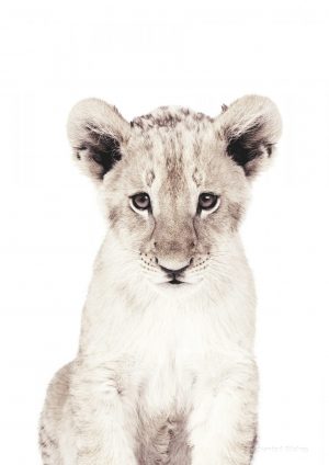 Lion Cub Photo Print
