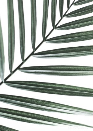 Palm Leaf Photo Print