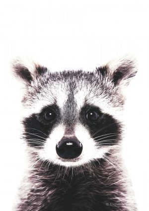 Raccoon Photo Print